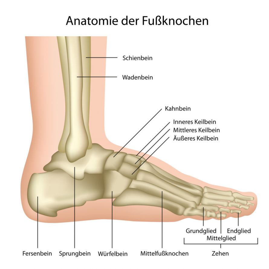 Anatomie Fuß